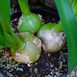 Kako posaditi indijski luk